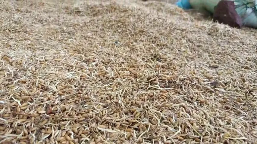 ମଣ୍ଡିରେ ଧାନ ଗଜା ହେଉଛି