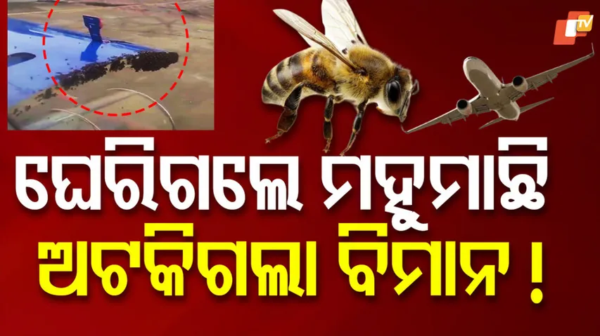 Swarm of Bees Delays Indigo Flight