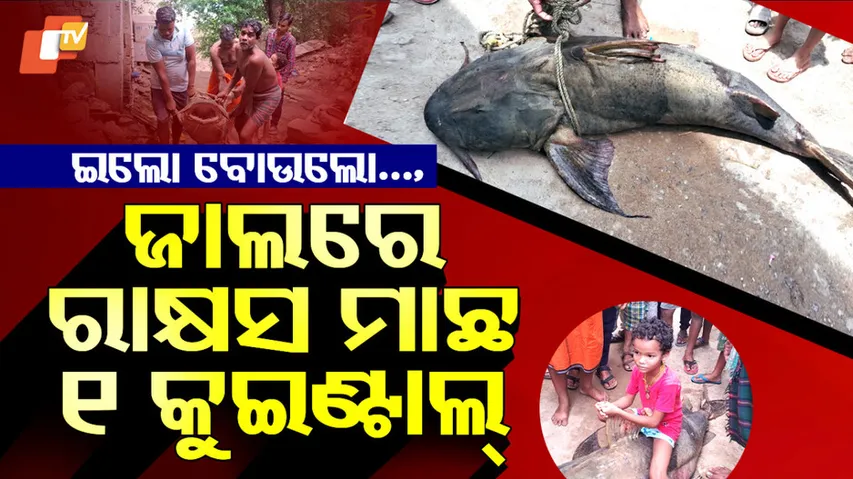 ରାକ୍ଷସ ମାଛ