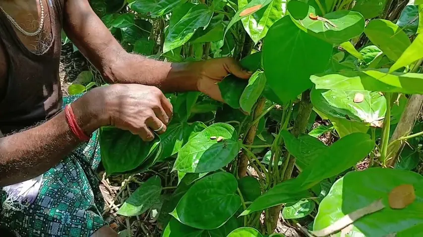 ପାନଚାଷୀଙ୍କ ସମସ୍ୟା