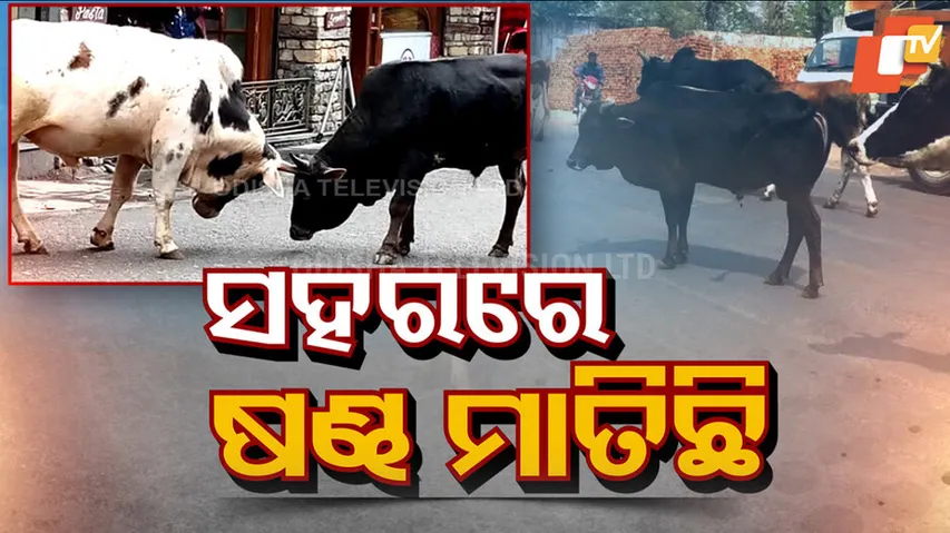 Stray Bulls Menace