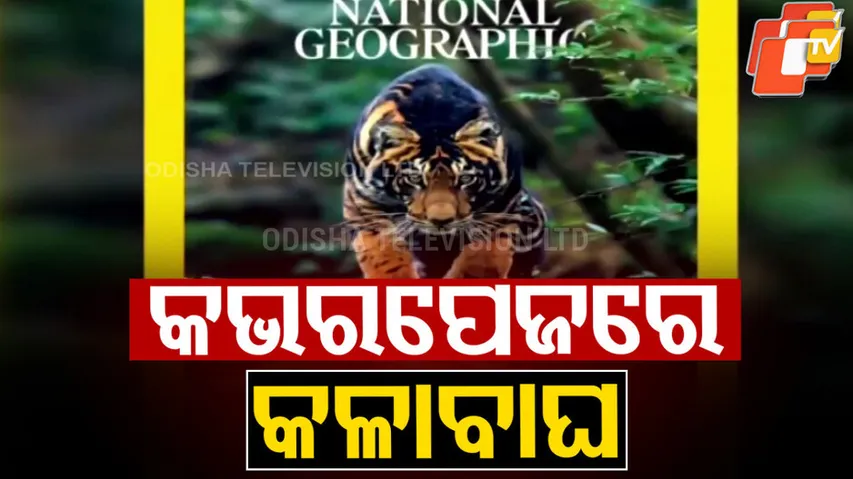 Black tiger in ‘National Geographic’ magazine
