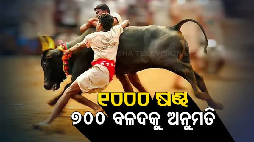 Jallikattu