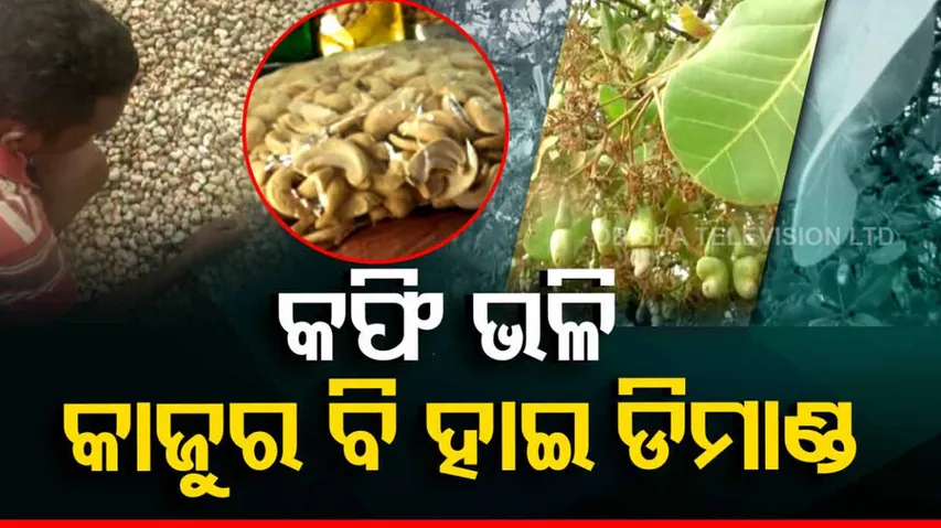 Cashew Nuts In Koraput