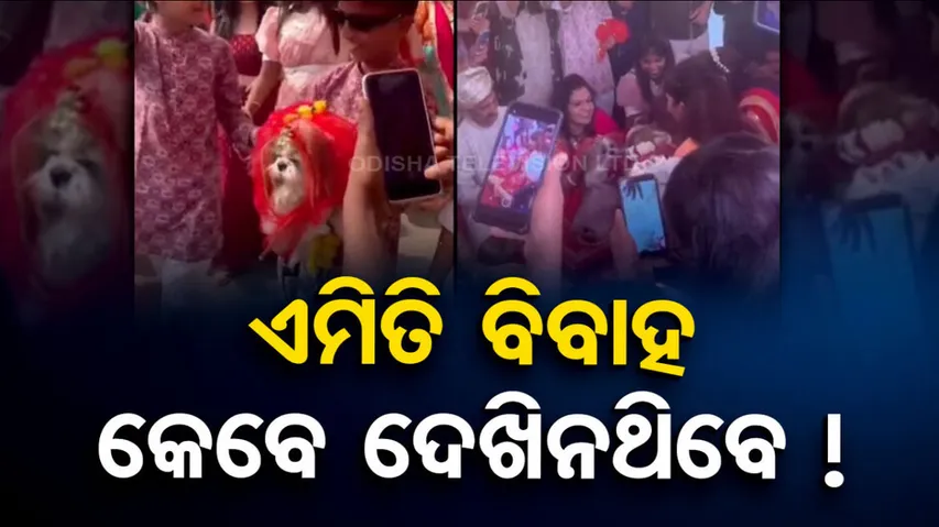 Viral Video: Dogs Get Hitched In A Grand Ceremony