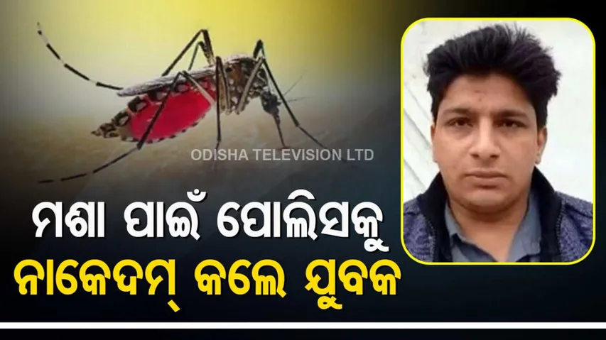 Mosquitoes In Hospital