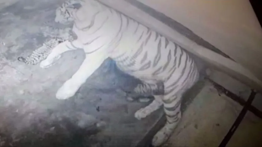 Tigress Rupa Gives Birth to 3 Cubs in Nandankanan Zoo