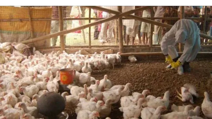 ଦେଶରେ ପ୍ରଥମ : ବାର୍ଡ ଫ୍ଲୁ ସଂକ୍ରମଣରେ ୧୧ ବର୍ଷର ନାବାଳକ ମୃତ