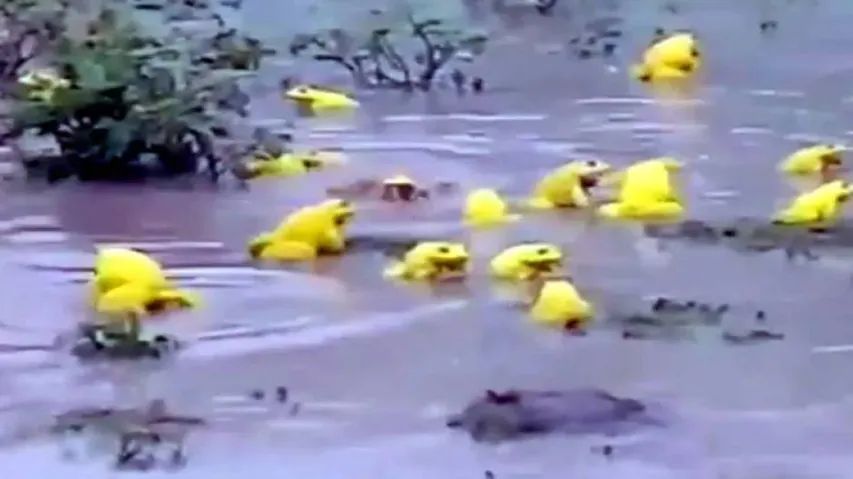 ହଠାତ୍‌ ମାଟିତଳୁ ବାହାରିବାକୁ ଲାଗିଲେ ହଳଦିଆ ବେଙ୍ଗ