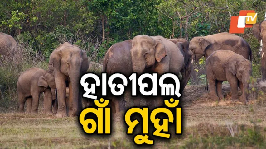 ଗାଁରେ ହାତୀ ଆତଙ୍କ