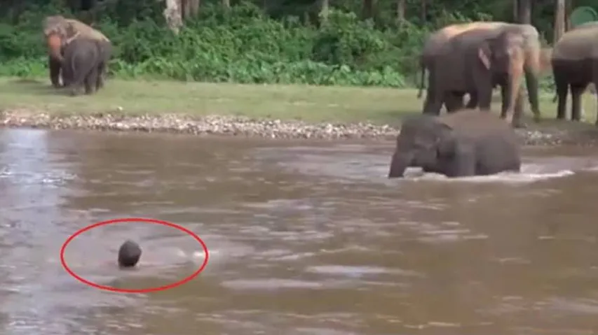 ମଣିଷ ଓ ହାତୀ ଭିତରେ ଫରକ କ’ଣ? ଦେଖନ୍ତୁ ଭିଡିଓ...