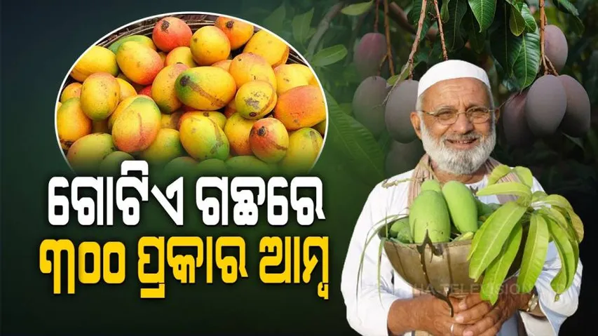 ସଫଳ ଆମ୍ବଚାଷୀ : ଗୋଟିଏ ଗଛରେ ଫଳାଉଛନ୍ତି ୩୦୦ କିସମର ଆମ୍ବ