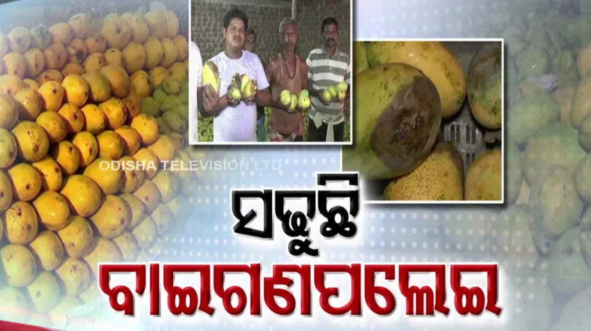 Distress Sale Of Mangoes In Odisha