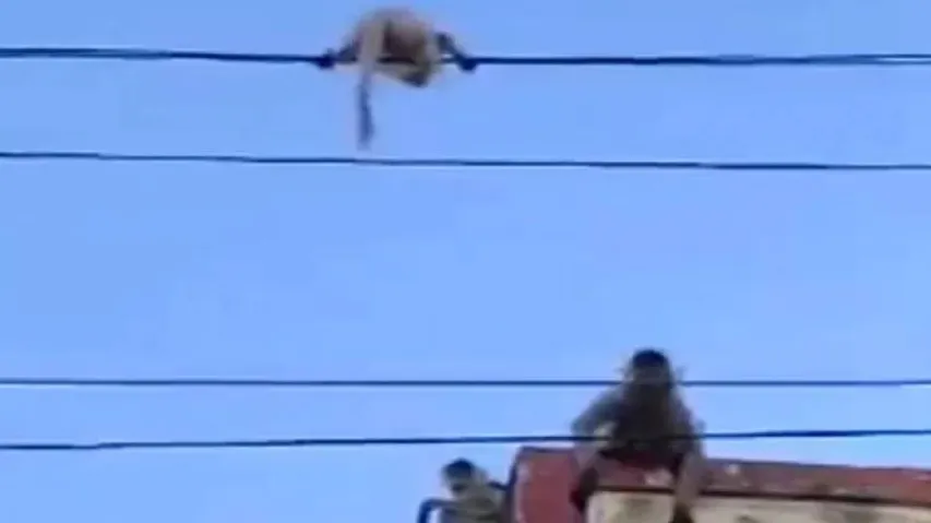 ଜୀବନ ଓ ମୃତ୍ୟୁର ଅଧାଫାଶରେ ଝୁଲୁଥିଲା ଛୁଆ, ବଞ୍ଚାଇପାରିଲା କି ମା'? ଦେଖନ୍ତୁ ପୂରା ଭିଡିଓ...