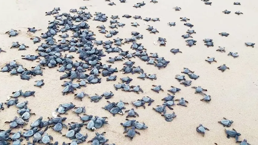 ଦେଢ଼ ମାସ ପରେ ସମୁଦ୍ରକୁ ଫେରିଲେ ଅଲିଭ ରିଡଲେଙ୍କ ଶାବକ