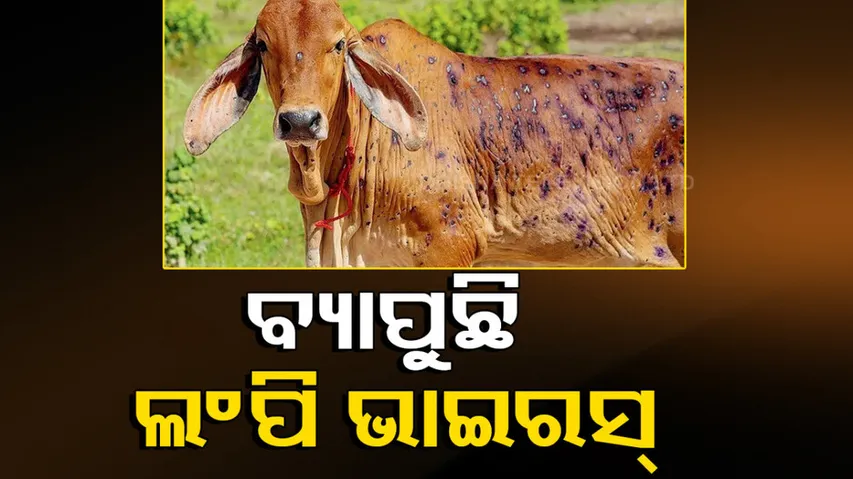 Spread of Lumpy skin disease in Bhadrak worries cattle farmers