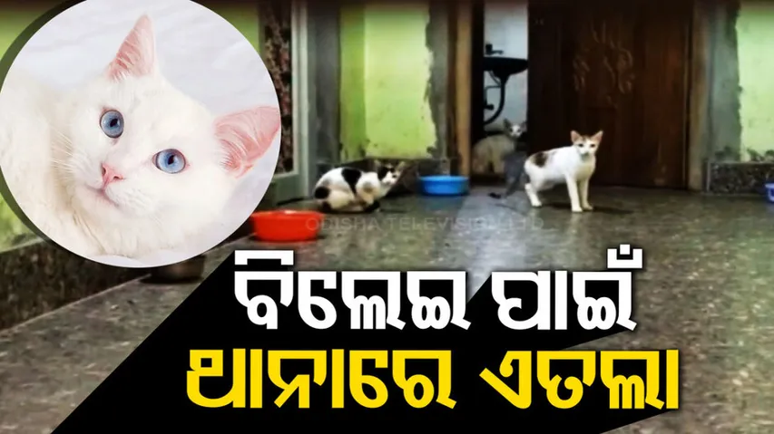Chatrapur Local People File Report Against Pet Owner After Cats Create Ruckus In Colony