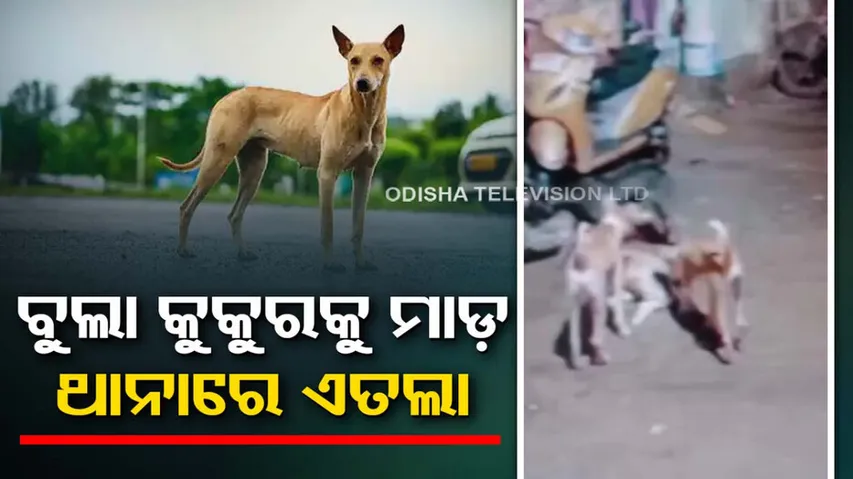 Police complaint filed against man for mercilessly beating stray dog  