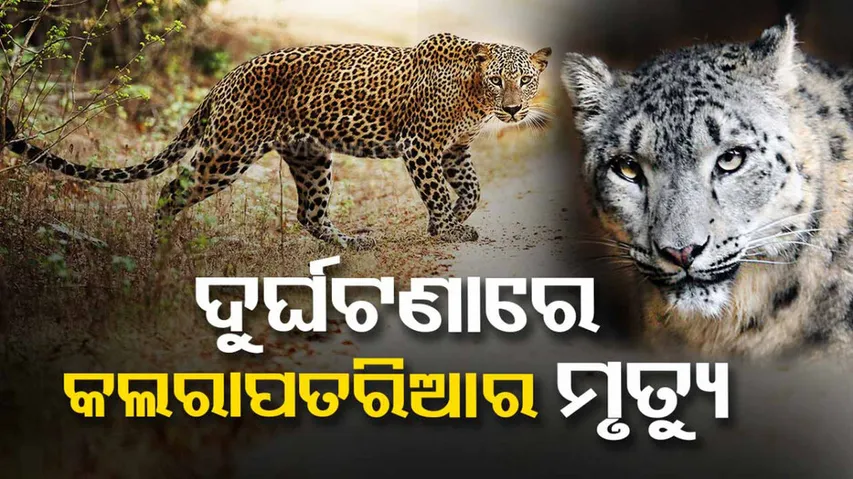 Leopard Dies After Being Hit By Speeding Car at Ganjam