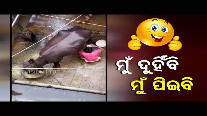 News Fuse On OTV | Milkman Mixing Water In Milk