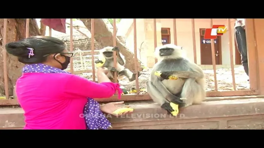 News Fuse 08 April 2020 | ସୁପର ଅମାନିଆ | ସୁପର ସାବାଡ଼ | ଓଃ କି ମାଡ଼ | ଏକତାର ଦୀପ