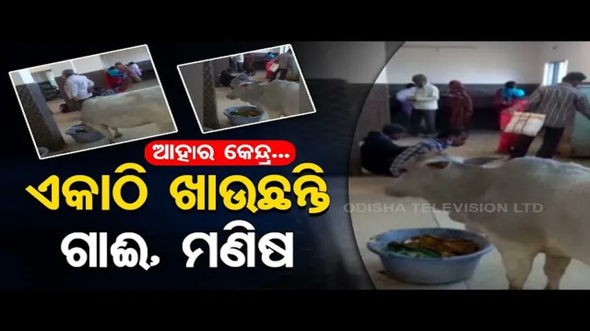 News Fuse- Cattle, Human Share Space At Aahar Kendra In Berhampur