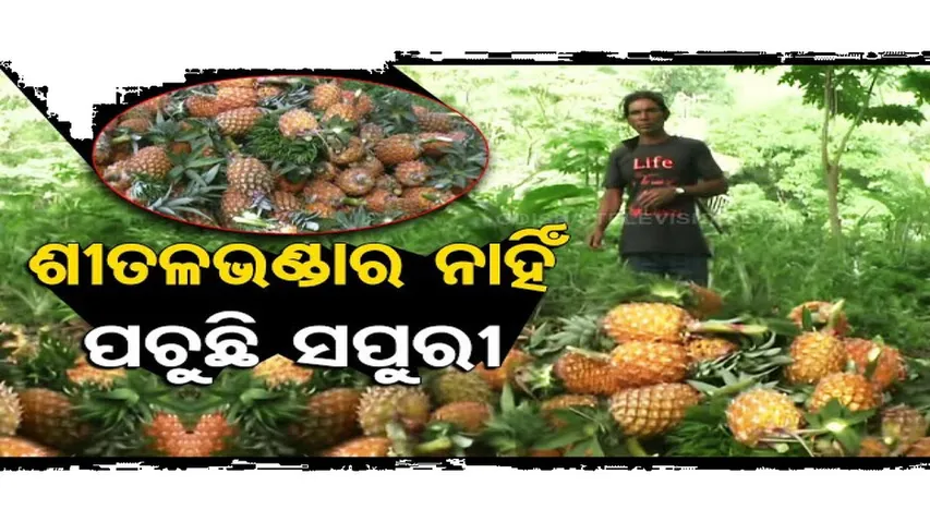 ଶୀତଳଭଣ୍ଡାର ନାହିଁ, ଲକ୍ଷଲକ୍ଷ ଟଙ୍କାର ପଚୁଛି ସପୁରୀ