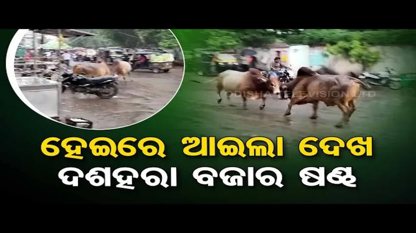 News Fuse | Watch two bulls  locking horns in busy road