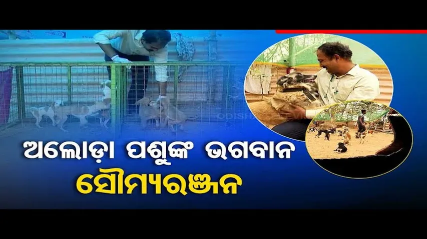 News Fuse | Meet Man who is making an effort and taking care of wounded dogs