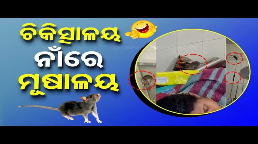 News Fuse | Rat Menace Hits Odisha Hospital