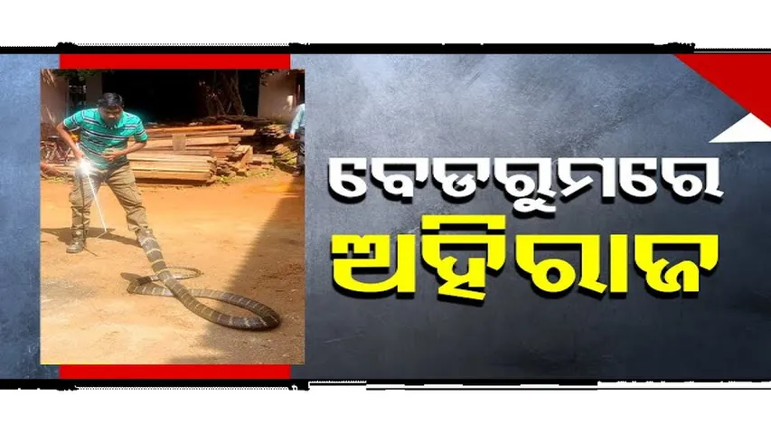 Special Story: ବେଡରୁମରେ ପସିଗଲା ୧୫ ଫୁଟଆ ଅହିରାଜ ସାପ, ତାପରେ...