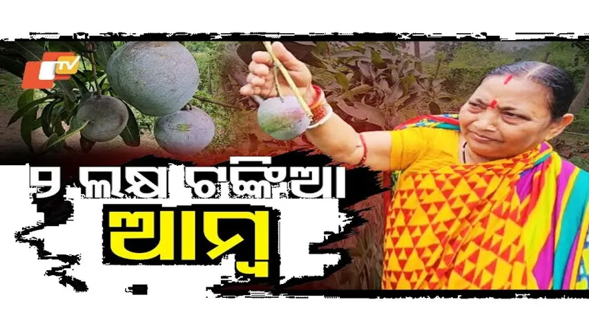 ଜାପନୀ ଆମ୍ବ ଗଛ ଲଗାଇ ଏବେ ଚର୍ଚ୍ଚାରେ...