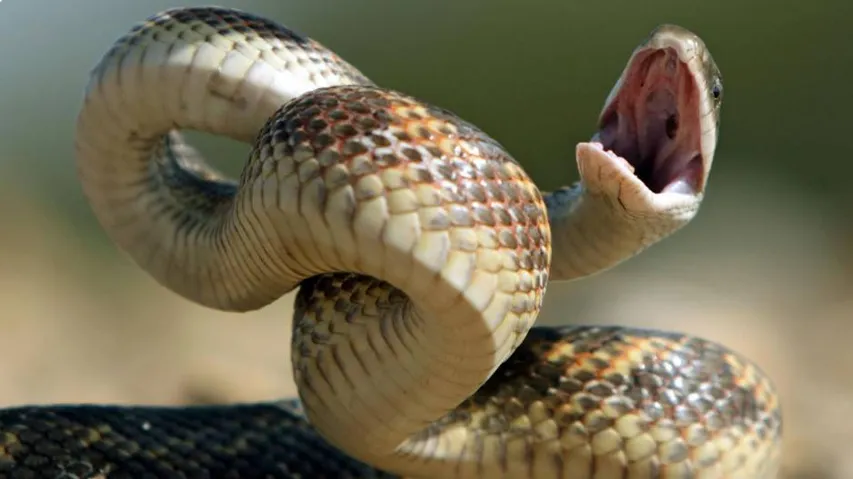 ବିଜ୍ଞାନ ଯୁଗରେ ଅନ୍ଧବିଶ୍ୱାସ: ସାପ କାମୁଡ଼ାରେ ଅକାଳେ ଝଡି ଯାଉଛି ବହୁ ଜୀବନ