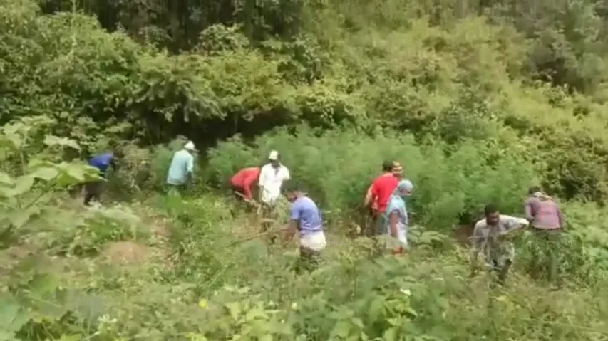 Cannabis Cultivation