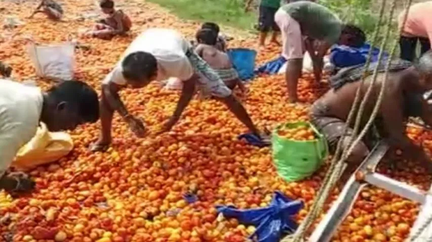 ଟମାଟୋ ଟ୍ରକ୍‌ ଓଲଟି ପଡିଲା, ବୋହି ନେଲେ ସମସ୍ତେ