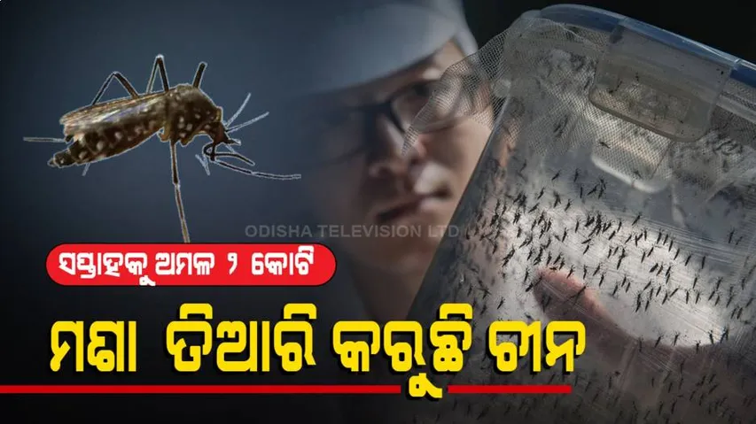 Special Story | China Develops Lab-Grown Mosquitoes To Stop Spread Of Vector-Borne Diseases