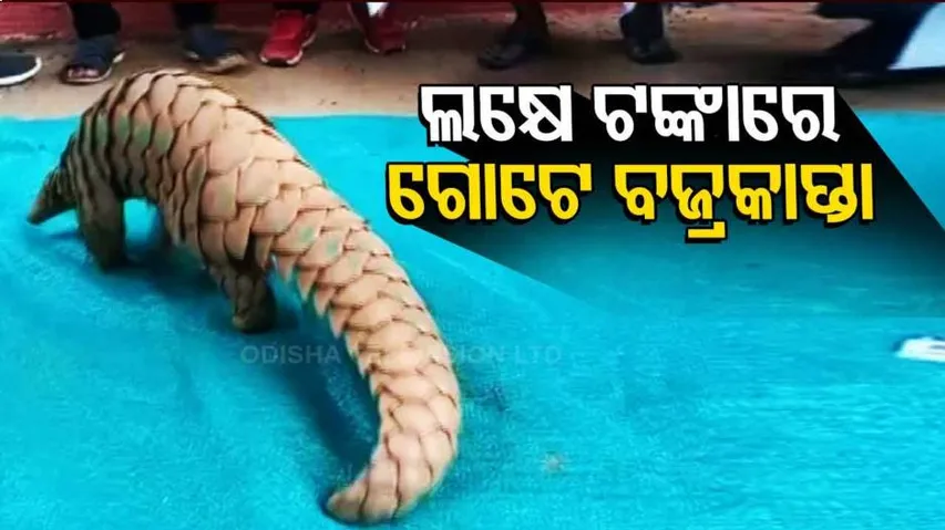ଆଉ ଟିକେ ବିଳମ୍ୱ ହୋଇଥଲେ ଲକ୍ଷେ ଟଙ୍କାରେ ବଜ୍ରକାପ୍ତାଟିକୁ ବିକିଦେଇଥାନ୍ତେ