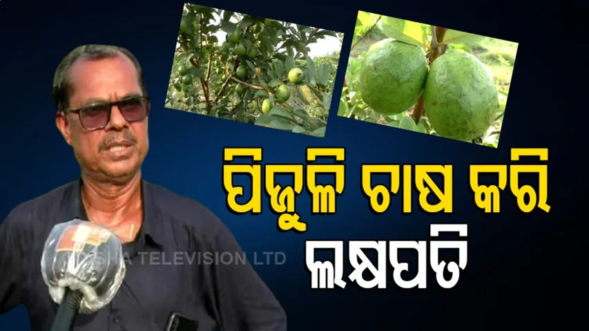 ପିଜୁଳି ଚାଷ କରି ହେଉଛନ୍ତି ଲାଭବାନ
