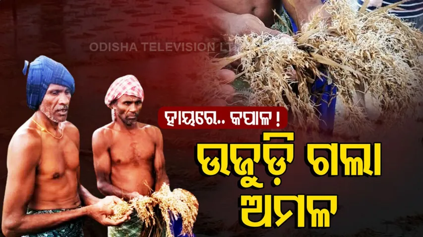 ହାୟରେ.. କପାଳ ! ଉଜୁଡ଼ି ଗଲା ଅମଳ..