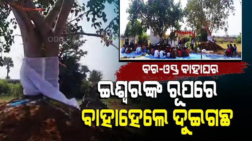 Special Story | Peepal And Neem Trees Marry In Odisha’s Kamakhyanagar For World Peace