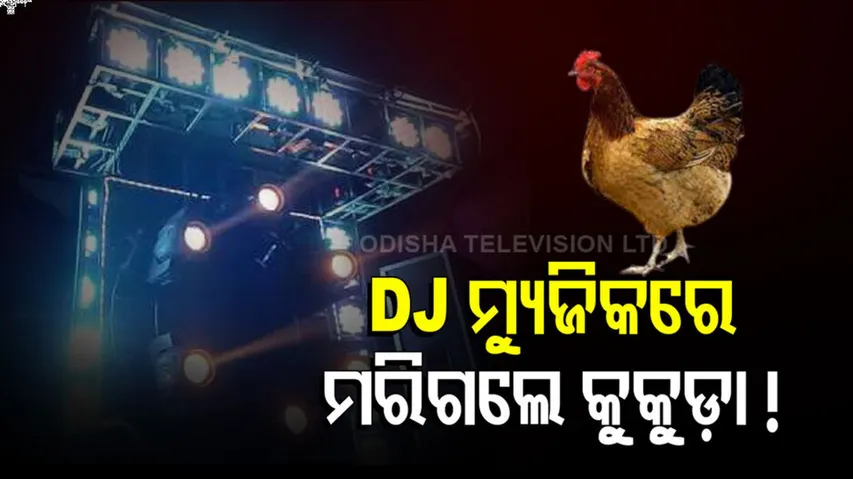 DJ ମ୍ୟୁଜିକ୍‌ରେ ମରିଗଲେ ୬୦ରୁ ଅଧିକ କୁକୁଡ଼ା