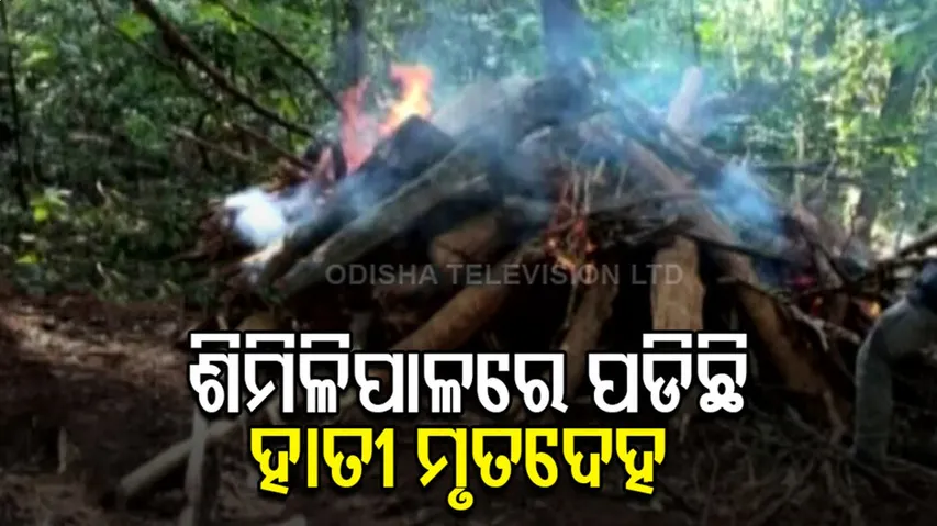 କେମିତି ହେଲା ହାତୀର ମୃତ୍ୟୁ ?