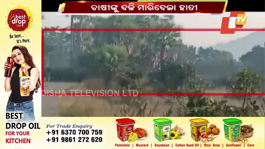 ଚାଷୀଙ୍କୁ ଦଳି ଦେଲା ହାତୀ