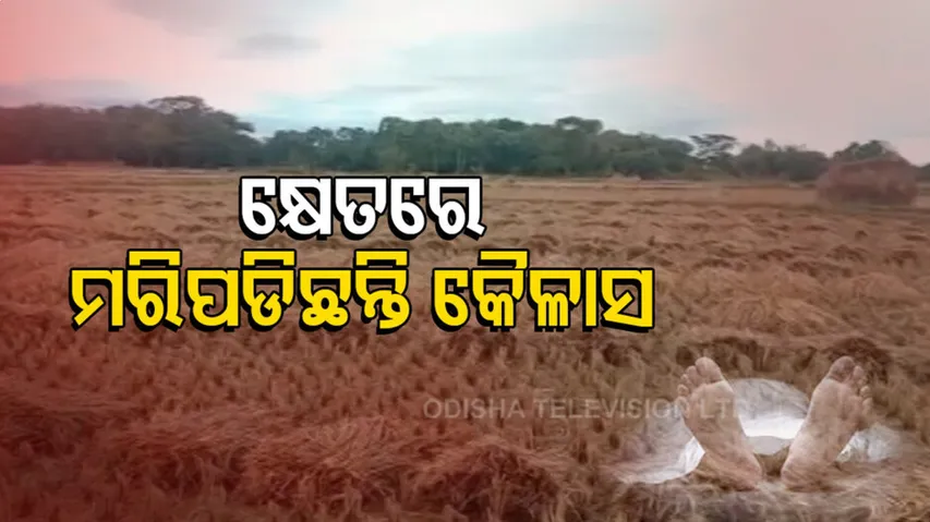 ବାତ୍ୟାରେ ଫସଲ ହାନୀରୁ ଜୀବନ ହାରିଲେ ଚାଷୀ