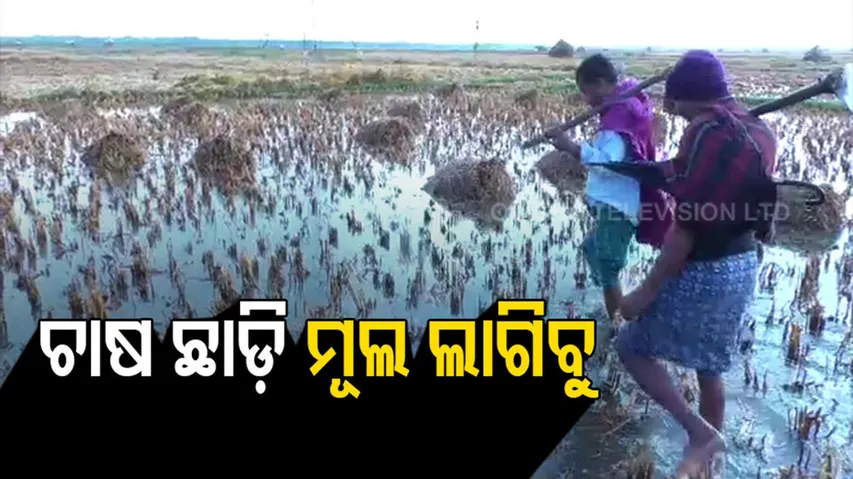 ଆଣ୍ଠୁଏ ପାଣିରେ ଭାସୁଛି ବର୍ଷକର ଆହାର