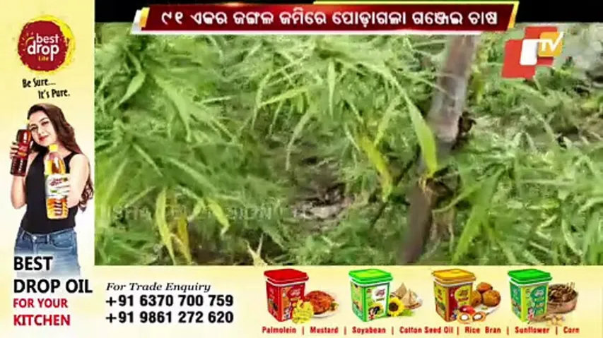 ୯୧ ଏକର ଚାଷରେ ନିଆଁ ଲଗେଇଦେଲେ