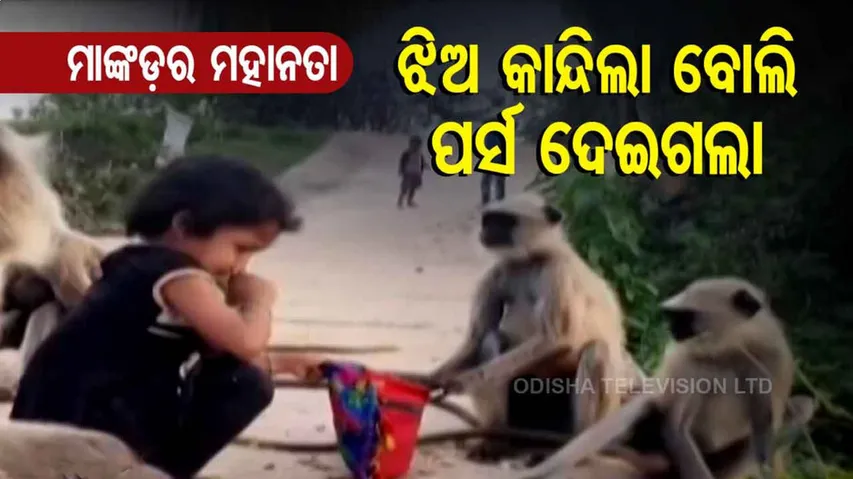 ମାଙ୍କଡ଼ ହେଲେ ବି ଦେଖାଇଲେ ମାନବିକତା, କୁନି ଝିଅକୁ ଫେରାଇ ଦେଲା ପର୍ସ....