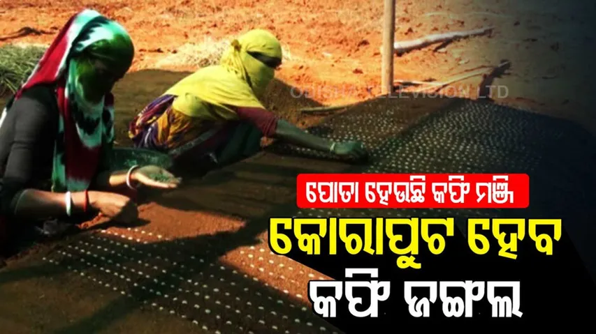 ପୋତା ହେଉଛି କଫି ମଞ୍ଜି କୋରାପୁଟ ହେବ କଫି ଜଙ୍ଗଲ