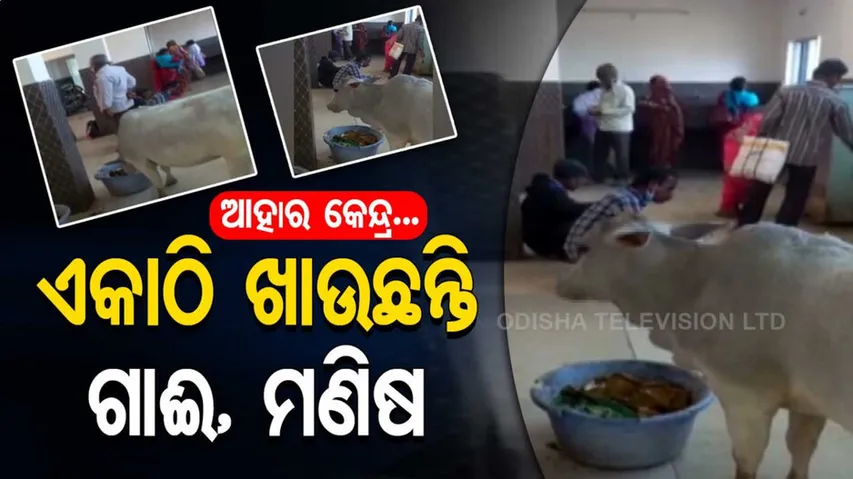 ମୋ ବୋଉଲୋ… ଆହାର କେନ୍ଦ୍ରର ନୂଆ ଯୋଜନା… ମଣିଷ ଖାଇବେ ଯୋଉଠି, ଗାଈ ଖାଇବେ ସେଇଠି…