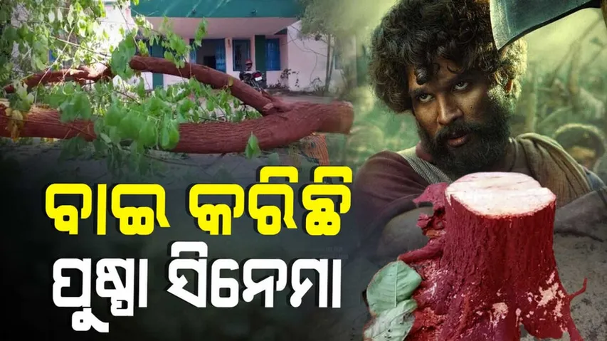 ଓଡ଼ିଶାରେ ପୁଷ୍ପା ସିନେମା ଷ୍ଟାଇଲରେ ଚୋରି ହେଉଛି ଚନ୍ଦନ କାଠ